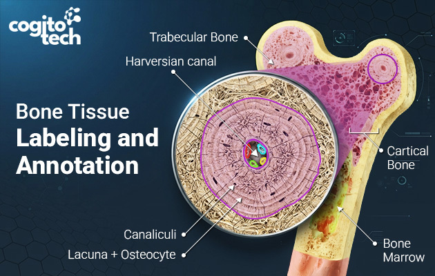 Image for Bone Tissue Labeling and Annotation: A Practical Guide with ID of: 7152806