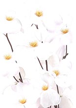 Image for Divine Yoga with ID of: 717611