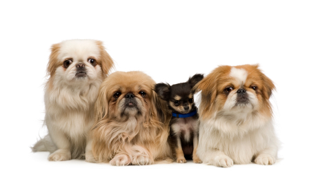 Image for City Dog USA with ID of: 734480