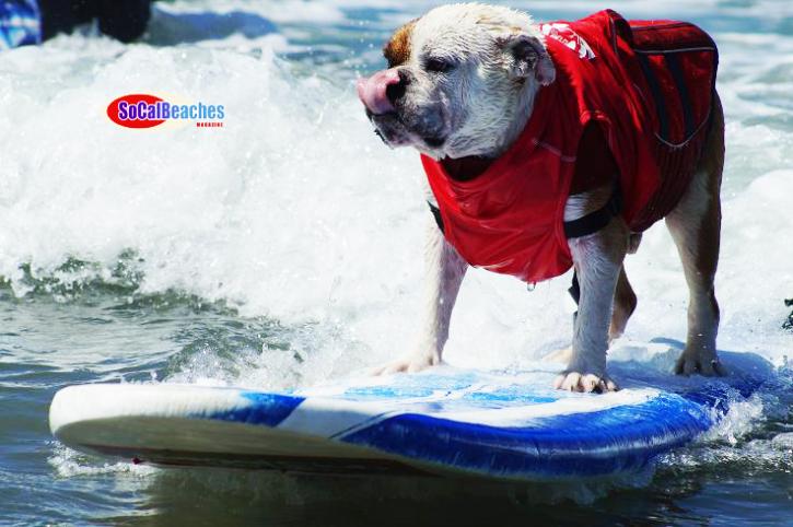 Image for 2014 Unleashed By Petco Surf Dog Competition Photo Gallery Video Highlights with ID of: 745928
