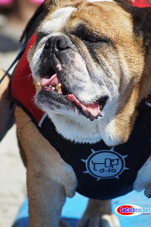 Image for 2014 Unleashed By Petco Surf Dog Competition Photo Gallery Video Highlights with ID of: 745933