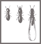 Image for Connor's Termite & Pest Control with ID of: 756922