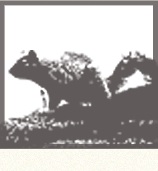 Image for Connor's Termite & Pest Control with ID of: 756924