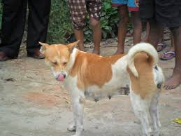 Image for City Dog USA with ID of: 757253