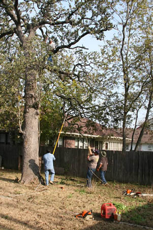 Image for Justin's Tree Service with ID of: 778598