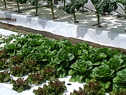 Image for Bay Area Urban Organic Resource Network with ID of: 785153