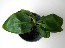 Image for Canna Qual with ID of: 785731
