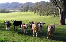Image for Order grass fed beef online with ID of: 792251
