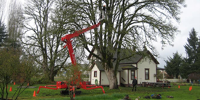 Image for Mr. Tree, Inc. with ID of: 796225