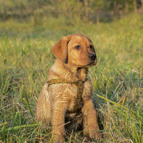 Image for Turdminators Pet Waste Removal with ID of: 798025