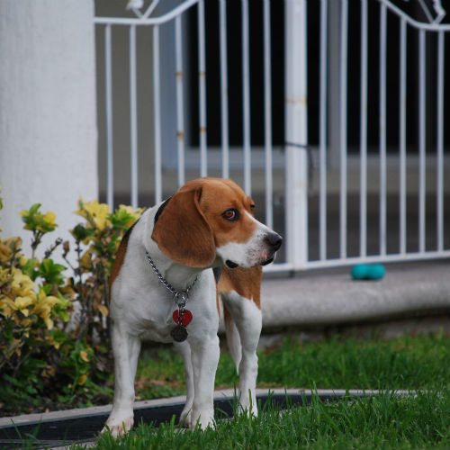 Image for Turdminators Pet Waste Removal with ID of: 798030