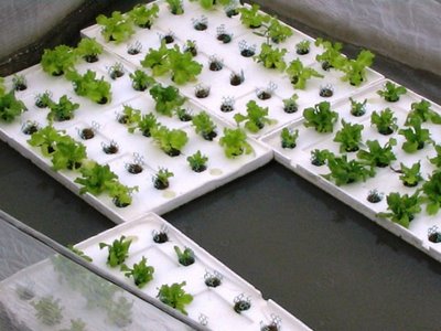 Image for Way To Grow Boulder with ID of: 800618