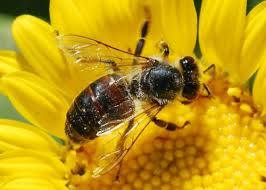 Image for Bee Exterminator in Metro Pittsburgh Area with ID of: 801341