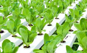 Image for Hydroponics Depot with ID of: 807965