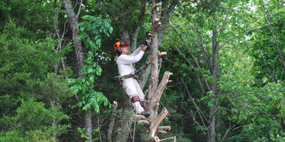 Image for Genesis Tree Service with ID of: 814932