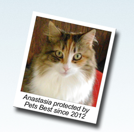 Image for Cat Insurance - Pets Best with ID of: 818549