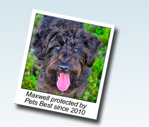 Image for Dog Insurance - Pets Best with ID of: 818552