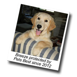 Image for Pet Insurance Cost - Pets Best with ID of: 818556