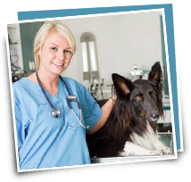 Image for Pet Insurance Plans - Pets Best with ID of: 818559