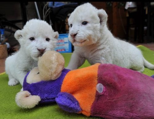 Image for Fennec Fox and other exotics animals for sale at affordable prices with ID of: 824494