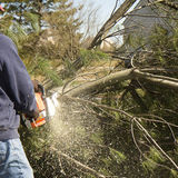 Image for Portland-Tree Care with ID of: 827873