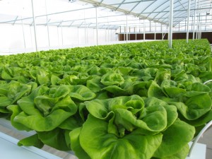 Image for Way To Grow Denver with ID of: 829288