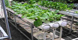 Image for Hydroponics Depot with ID of: 831781