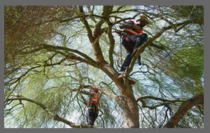 Image for Show Me Tree Service with ID of: 843153