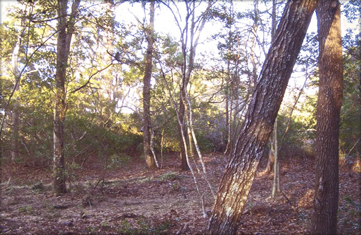 Image for Show Me Tree Service with ID of: 843155