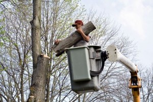 Image for Show Me Tree Service with ID of: 843156