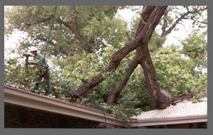 Image for Show Me Tree Service with ID of: 843157