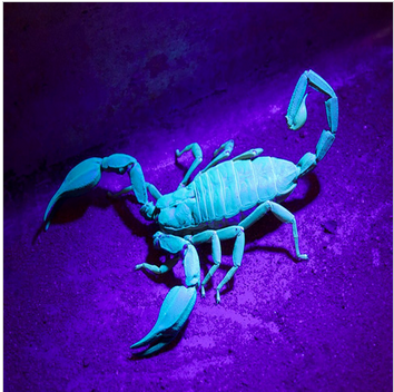 Image for UV LED Flashlight Mini Keychain Checking ID Currency Passports with ID of: 843233