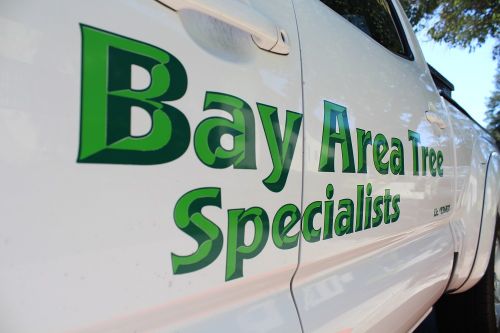 Image for Bay Area Tree Specialists with ID of: 844931