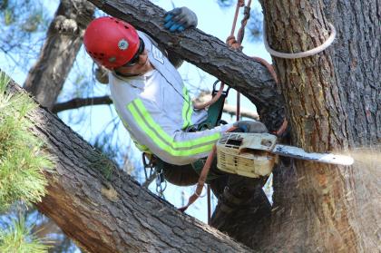 Image for Bay Area Tree Specialists with ID of: 844933