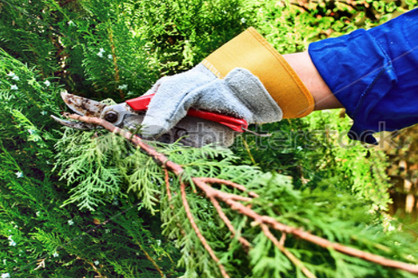 Image for Bay Area Tree Specialists with ID of: 844936