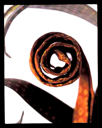 Image for Still-life with ID of: 84943