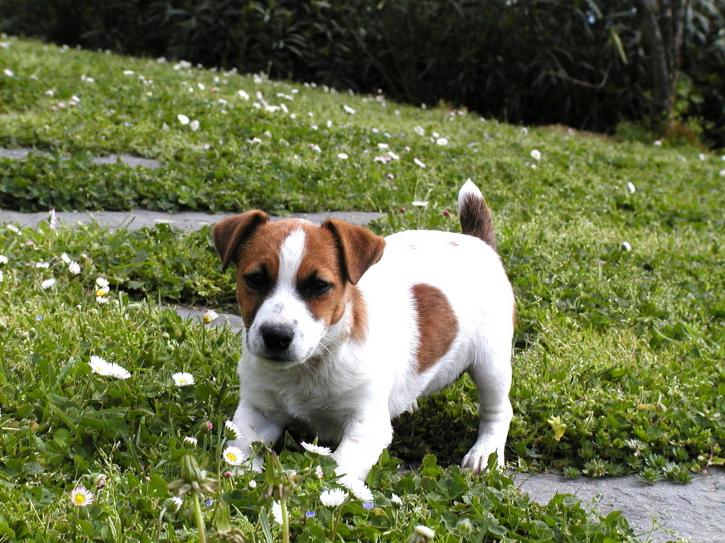 Image for Top Quality Jack Russell Terriers with ID of: 850231