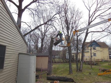 Image for Matt's Tree Service with ID of: 851398