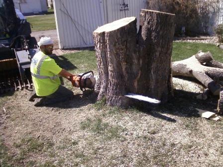 Image for Matt's Tree Service with ID of: 851401