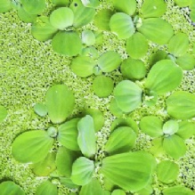 Image for Aquatic Management Strategies with ID of: 853948