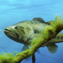 Image for Aquatic Management Strategies with ID of: 853949
