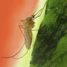 Image for Aquatic Management Strategies with ID of: 853952
