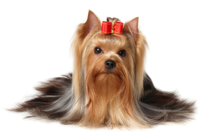 Image for Shih Tzu Grooming Guide with ID of: 860227