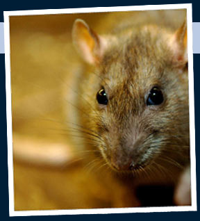 Image for Rodents Stop with ID of: 861477