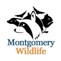 Image for Montgomery Wildlife Removal with ID of: 863352