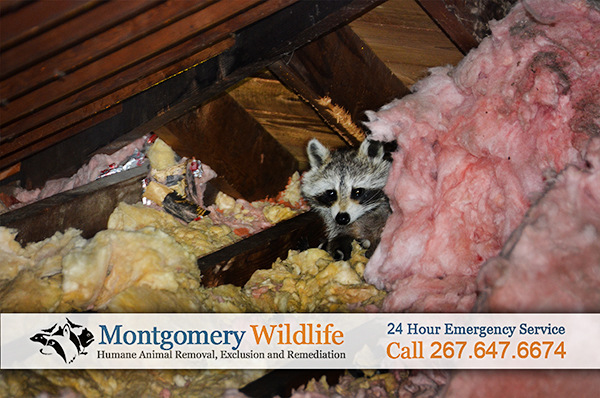 Image for Montgomery Wildlife Removal with ID of: 863356