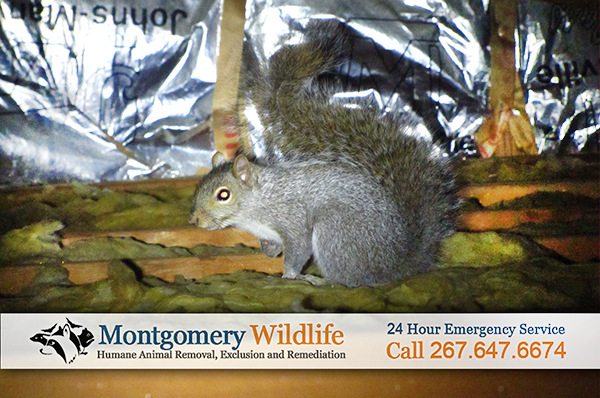 Image for Montgomery Wildlife Removal with ID of: 863357