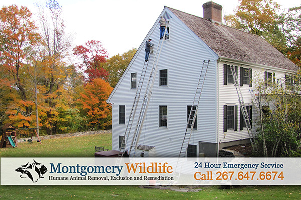 Image for Montgomery Wildlife Removal with ID of: 863358