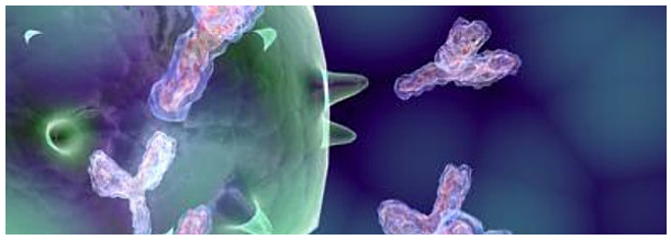 Image for Antibodies with ID of: 865710