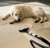 Image for Nova Carpet & Upholstery Care Inc with ID of: 867438